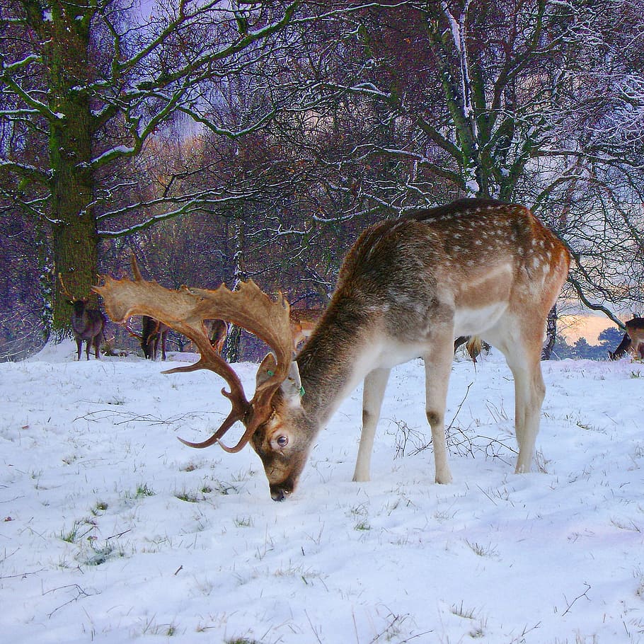 fallow, buck, deer, snow, winter, cold temperature, animal themes, HD wallpaper