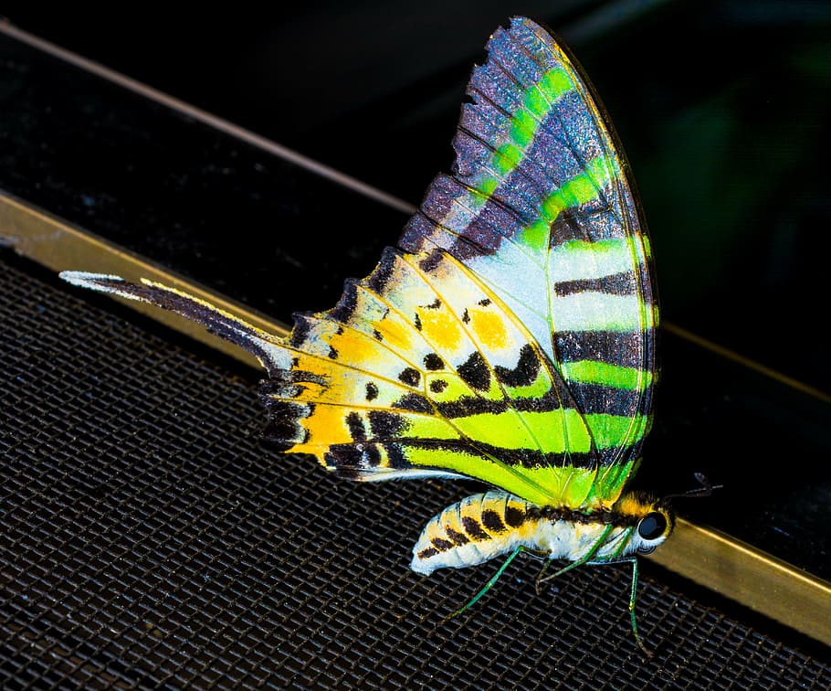 multicolored butterfly, insect, close, nature, butterfly - Insect HD wallpaper