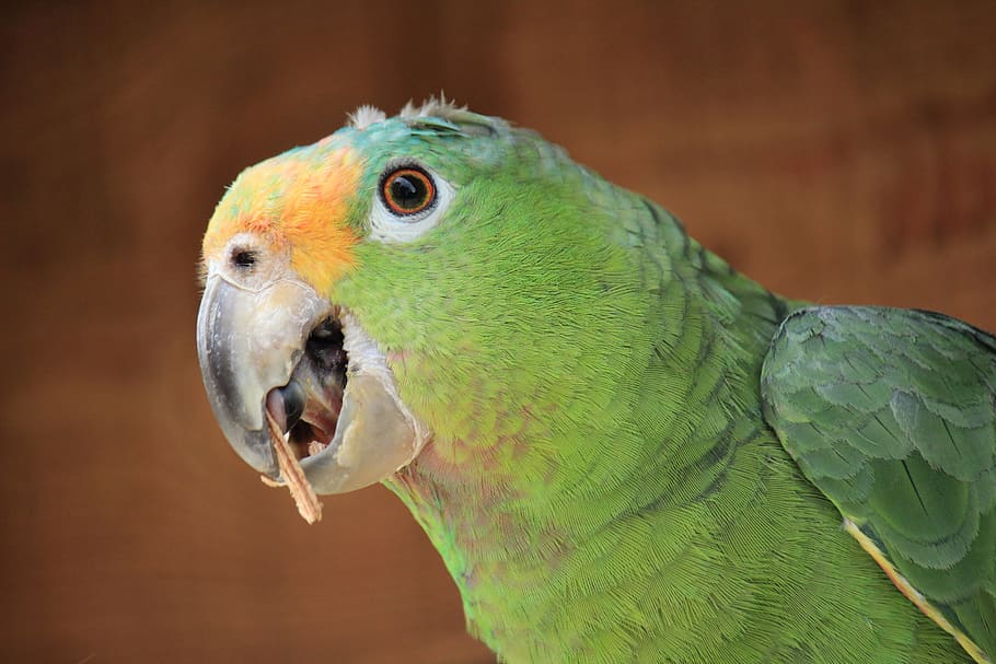 parrot, guy, beautiful, bird, ave, peak, feathers, colors, animal HD wallpaper