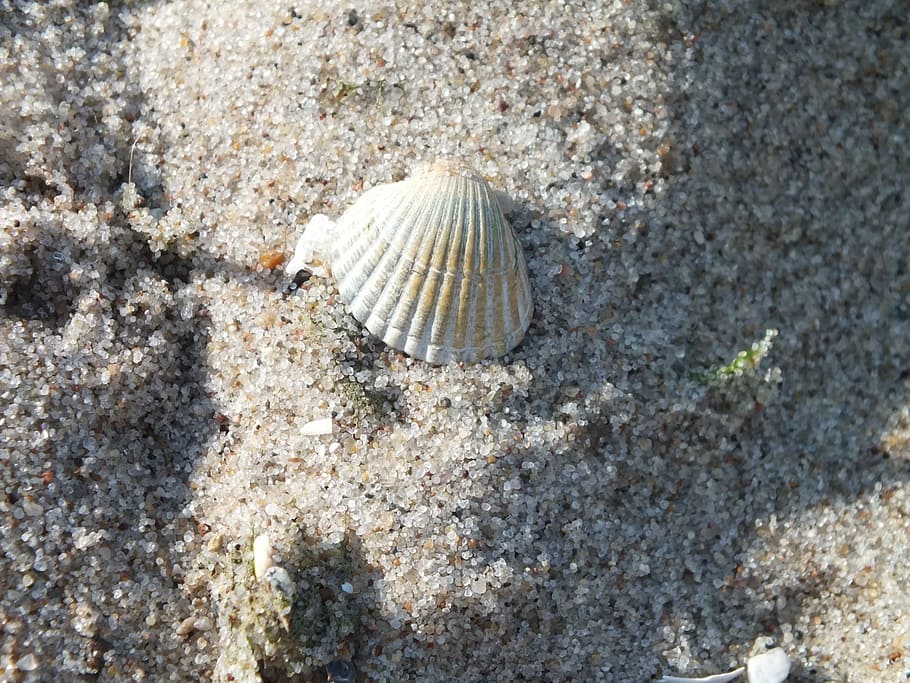 beach, shell, summer, baltic sea, animal wildlife, animal shell HD wallpaper