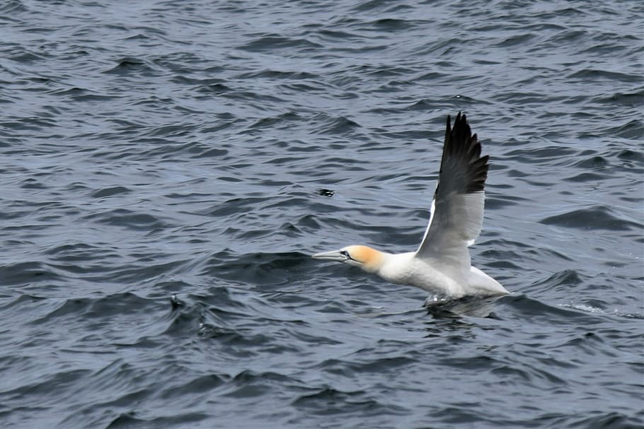 taking flight, gannet, bird, sea, ocean, wildlife, flying, water HD wallpaper
