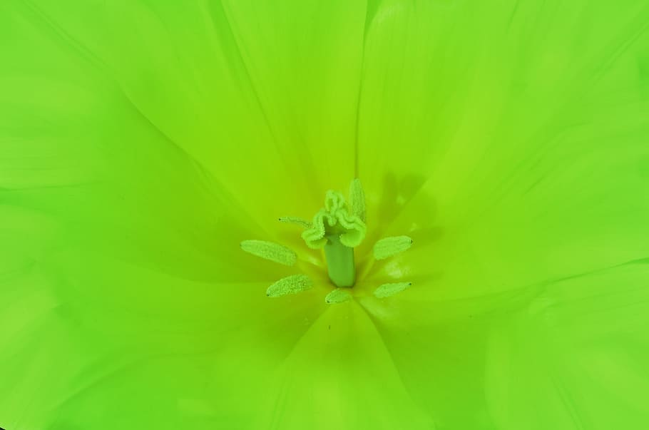 leaves, flowers, flower pattern, flower background, floral HD wallpaper