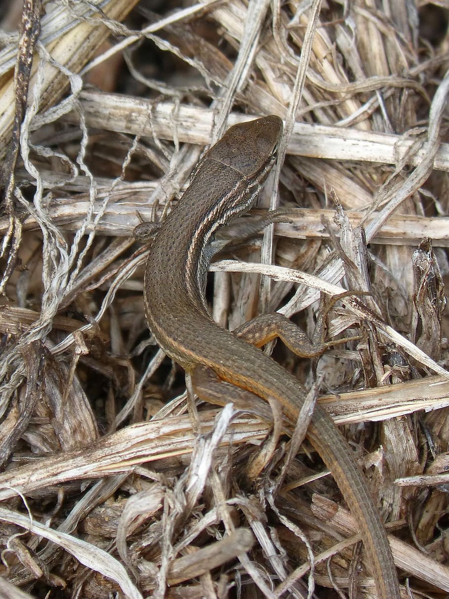 Lizard, Reptile, Texture, sargantana, tangled, full frame, no people HD wallpaper