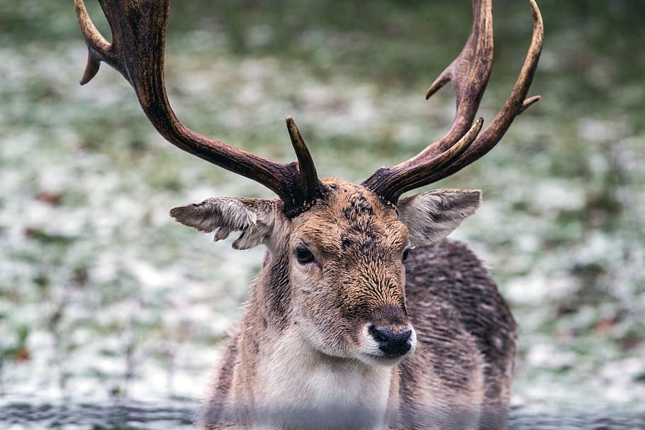 fallow deer, hirsch, forest, animal wildlife, animal themes HD wallpaper