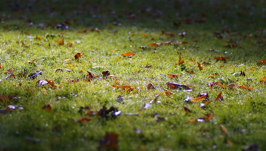 Autumn, Grass, Foliage, Fallen, Morning, the sun's rays, park HD wallpaper
