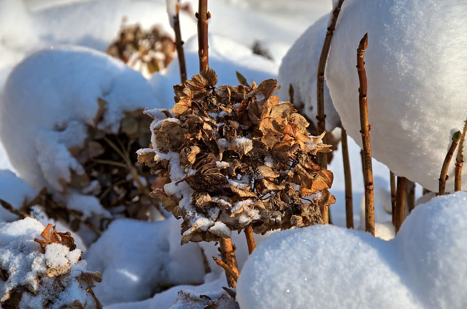 hydrangea, nature, winter, snow, flower, cold temperature, no people HD wallpaper