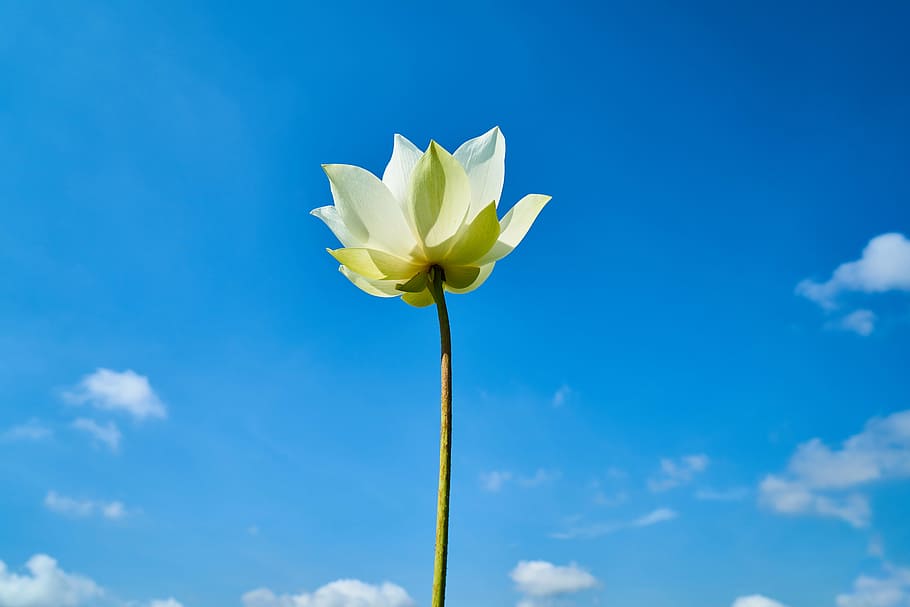 white and yellow petaled flowers under blue skies at daytime HD wallpaper