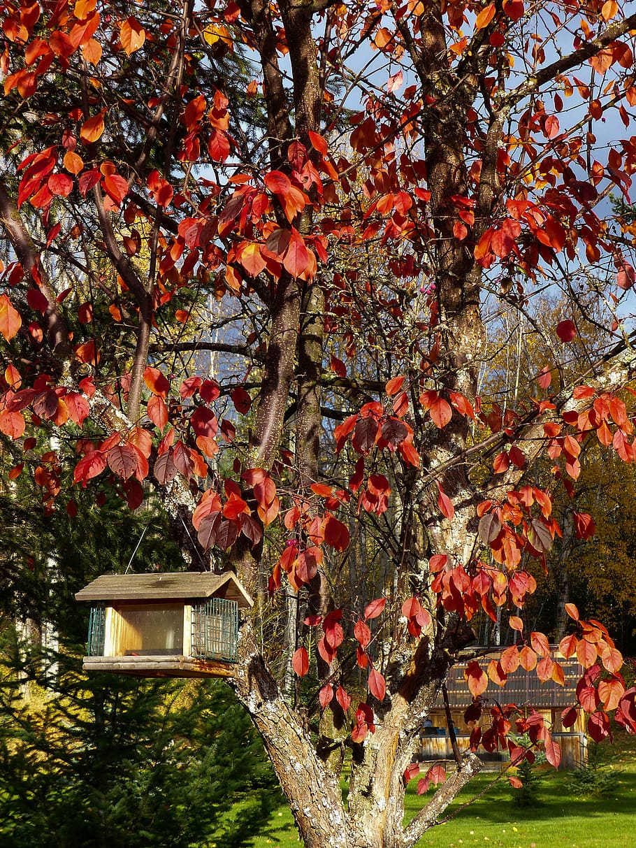 autumn, fall, red, leaves, tree, garden, bird house, nature HD wallpaper