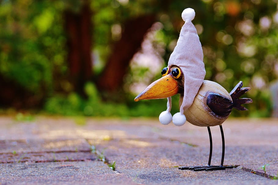 brown and black bird, raven, cap, funny, bobble, crow, sweet HD wallpaper