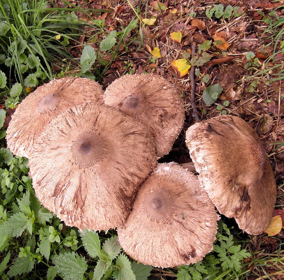 giant screen fungus, boletes, drum mallets, mushroom, forest