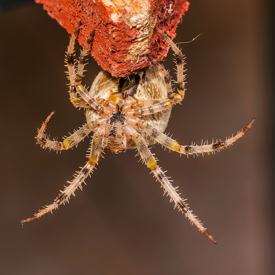 Brown and Yellow Spider, animal, arachnid, arthropod, close-up, HD wallpaper