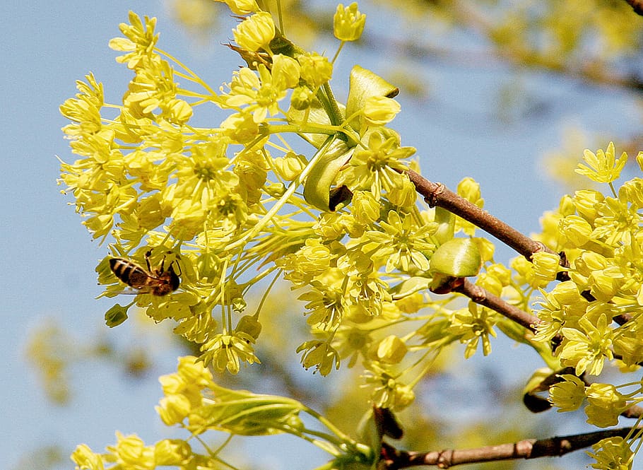 Spring, Nature, Blossom, Bloom, Flowers, bee, yellow, pollination HD wallpaper