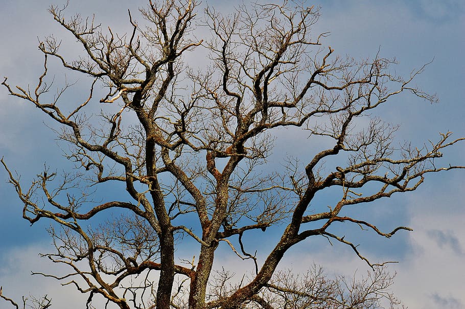 construction, branches, nature, sky, tree, plant, bare tree HD wallpaper