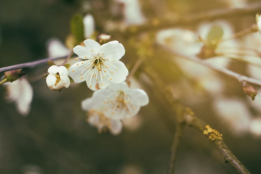 flower, cherry, spring, nature, cherries, cherry blossoms, plant HD wallpaper