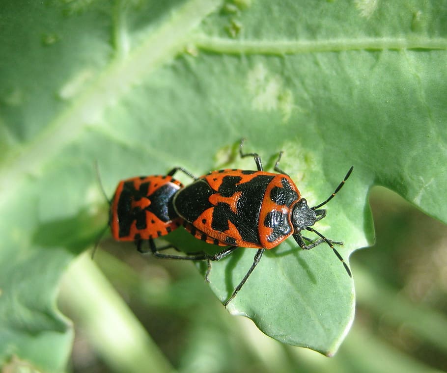 insect, beetle, bug, bugs, red, bright, pattern, nature, mustache HD wallpaper