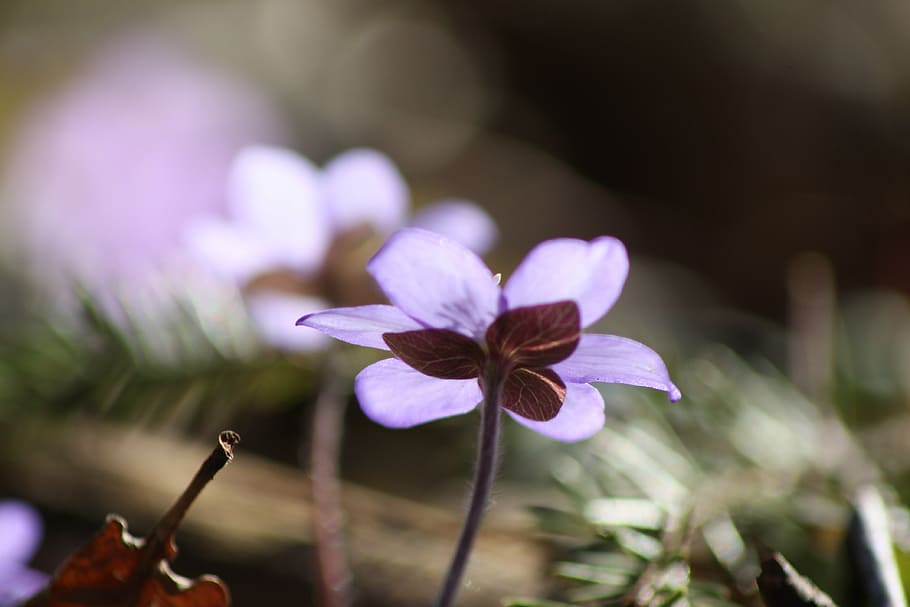 hepatica, plant, flower, spring, spring plant, flowering plant HD wallpaper