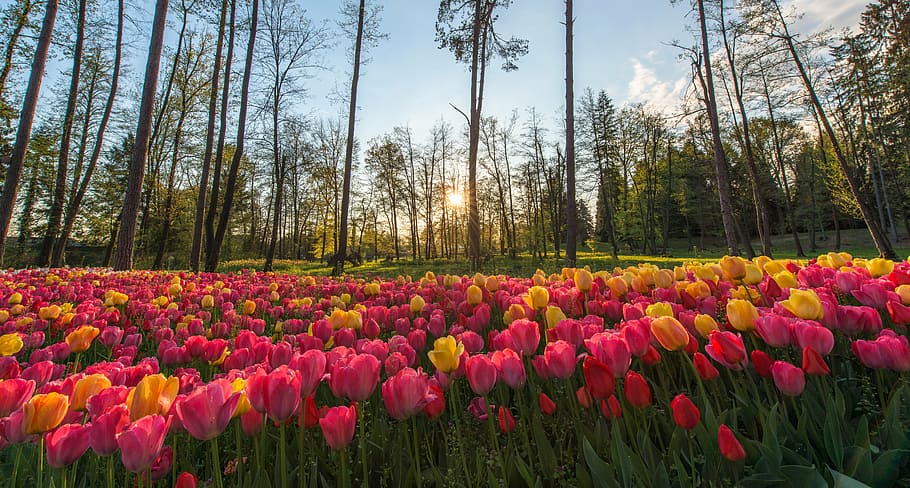 low angle photography of pink tulip flower near forest under calming sky HD wallpaper
