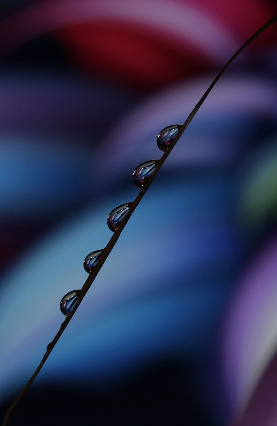 drops, macro, reflection, water, close-up, selective focus HD wallpaper