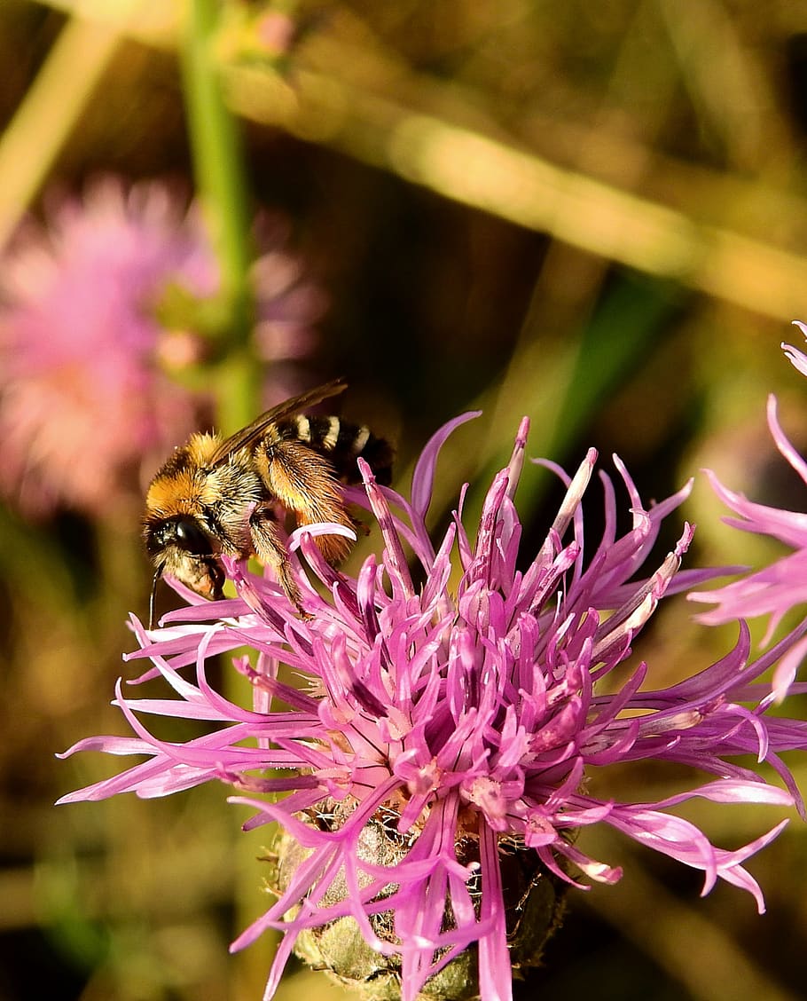 bee, pollination, insect, flower, meadow, flowering plant, animal themes HD wallpaper