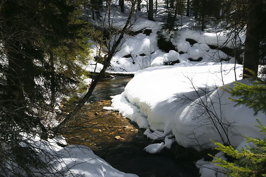 white snow path, winter, wintry, nature, winter dream, winter forest HD wallpaper