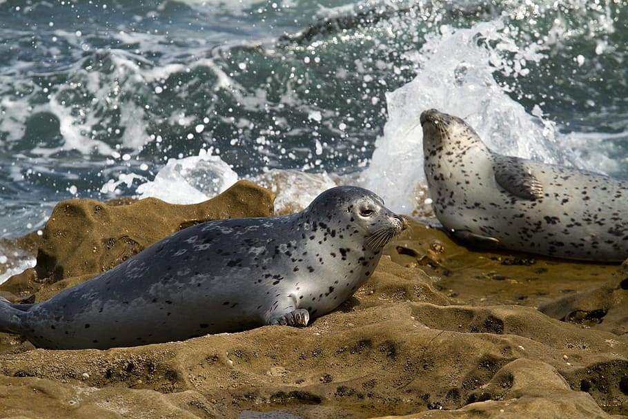 robbe, seal, animal, animal wildlife, animals in the wild, animal themes HD wallpaper