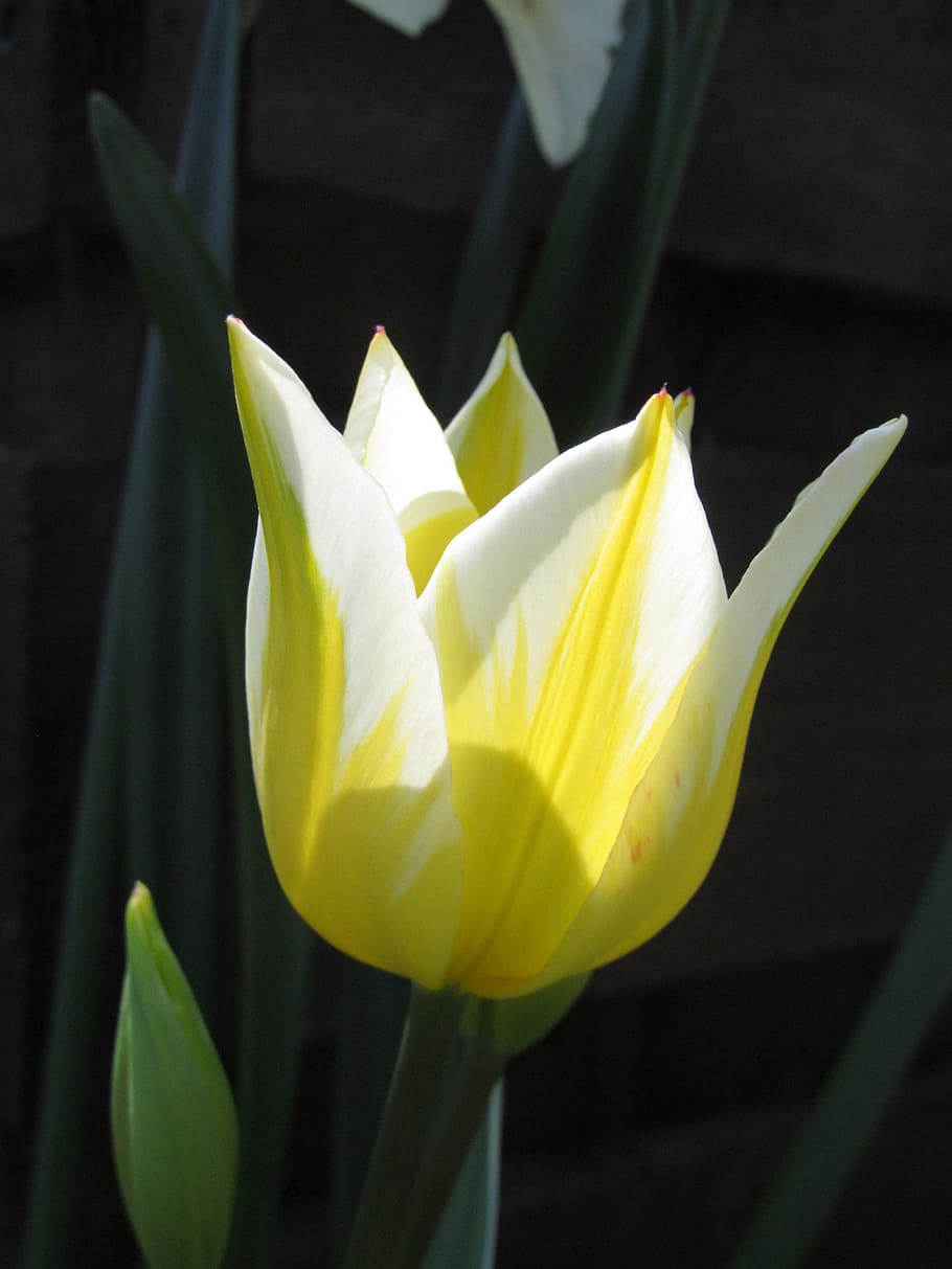 light, hope, tulip, spring, flower, spring flower, early, flowers HD wallpaper