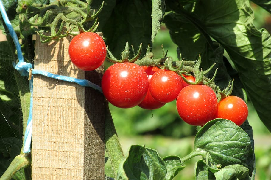 tomatoes, garden, crop, fruit, food, food and drink, red, healthy eating HD wallpaper