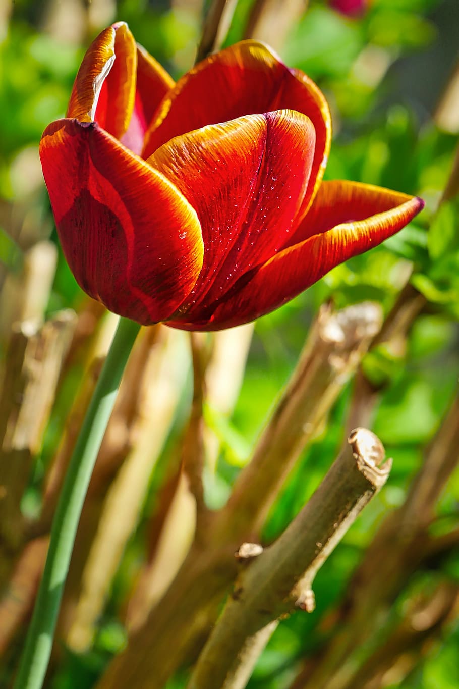 nature, plant, flower, leaf, tulip, blossom, bloom, leaves HD wallpaper