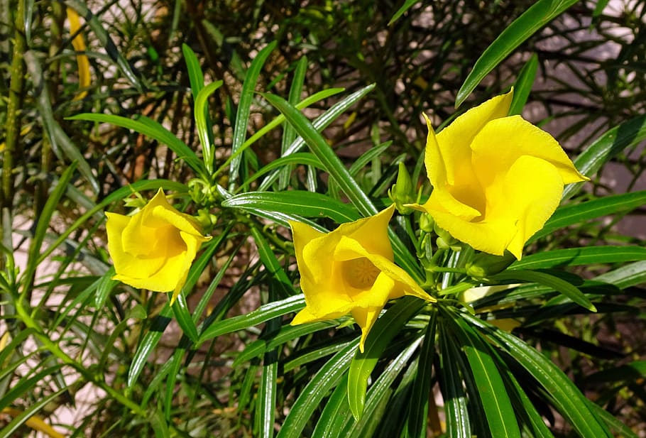 Flower, Oleander, Yellow, Nature, blossom, garden, botany, tropical HD wallpaper