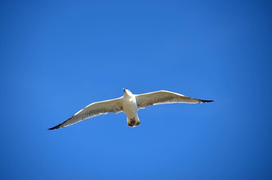 Seagull, Blue, Bird, Maritime, sky, flying, nature, animal HD wallpaper