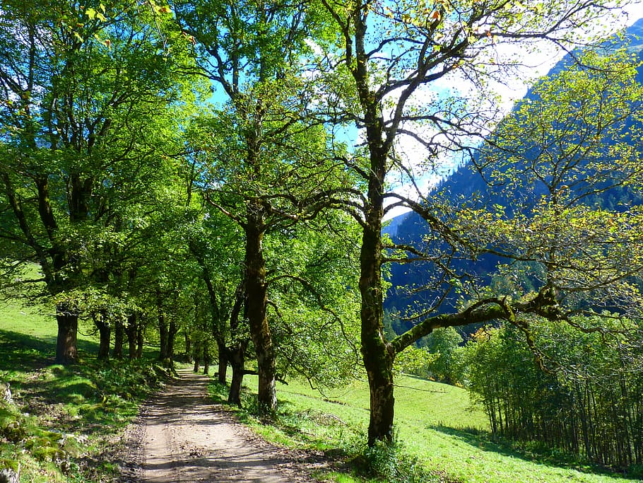 away, trees, avenue, mood, plant, growth, beauty in nature HD wallpaper
