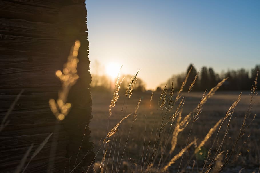 Grass, Nature, Sun, Rise, Spring, Sunny, sunlight, morning HD wallpaper