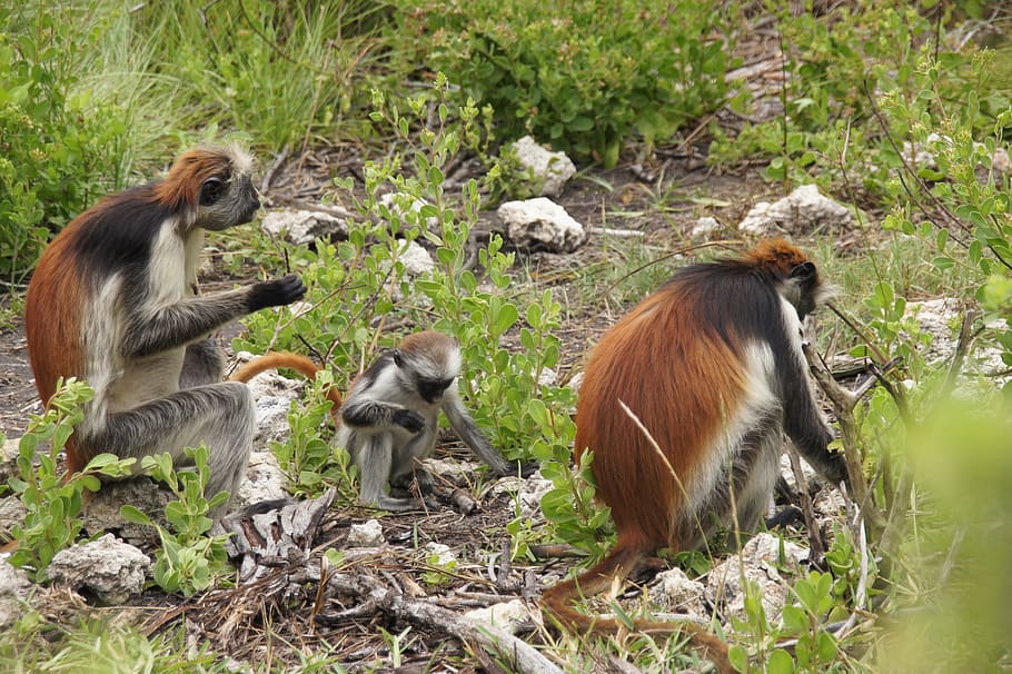 monkey, zanzibar, nature, africa, wild, primate, group of animals, HD wallpaper