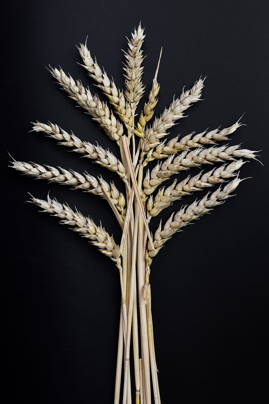 ear, grain, corn on the cob, wheat, klasky, studio shot, close-up, HD wallpaper