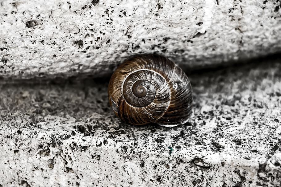 snail, shell, stone, spiral, brown, animal wildlife, animal themes HD wallpaper