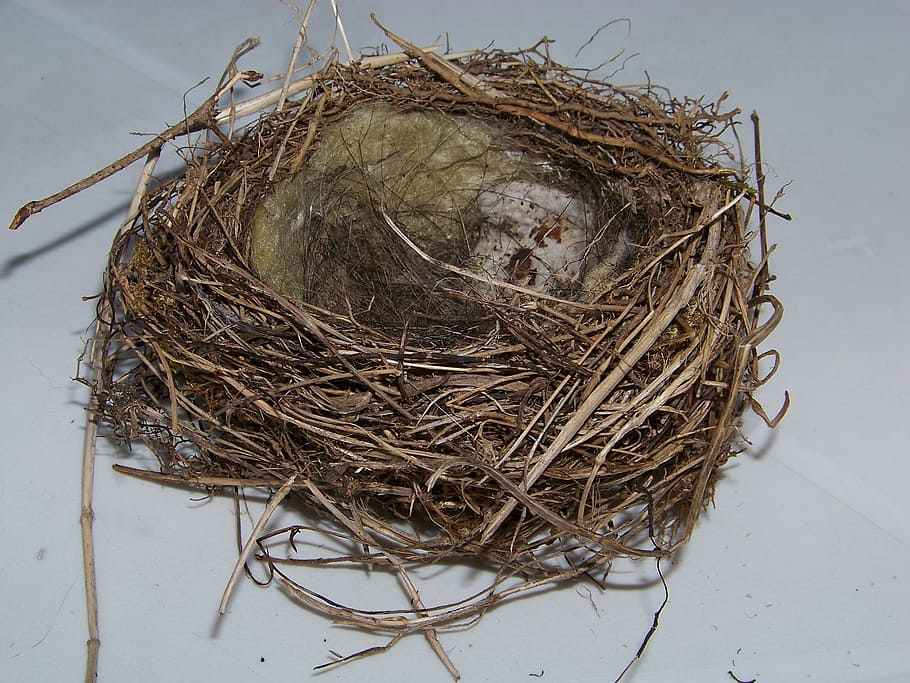 bird's nest, nesting place, hatchery, bird breeding, branch