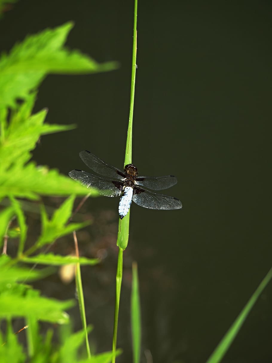 dragonfly, insects, animals in the wild, animal wildlife, animal themes HD wallpaper