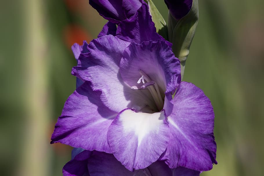 selective focus photography of purple gladiolus flowers, sword flower, HD wallpaper