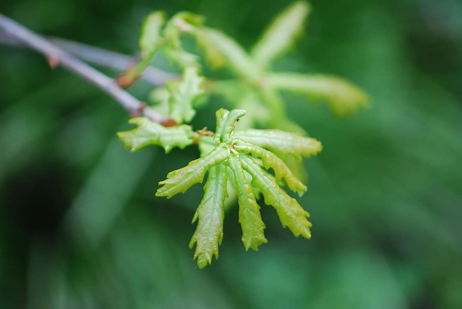 oak, spring, leaves, branch, green, young, close-up, green color HD wallpaper