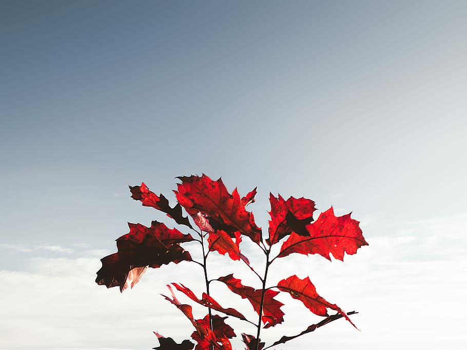 Sunlit Oak, red leaf plant under blue sky, fall, autumn, contrast HD wallpaper