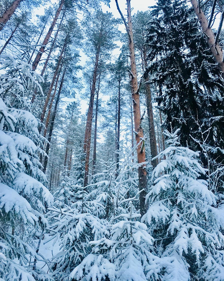 brown trees under white sky, snow covered trees in forest taken during daytime HD wallpaper