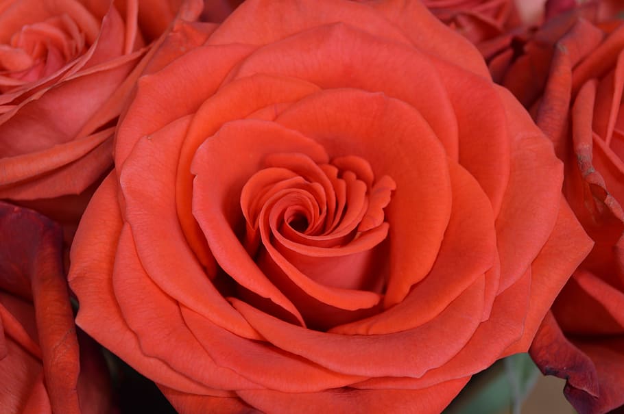 rose, flower, red, decorative, nature, present, gift, love HD wallpaper