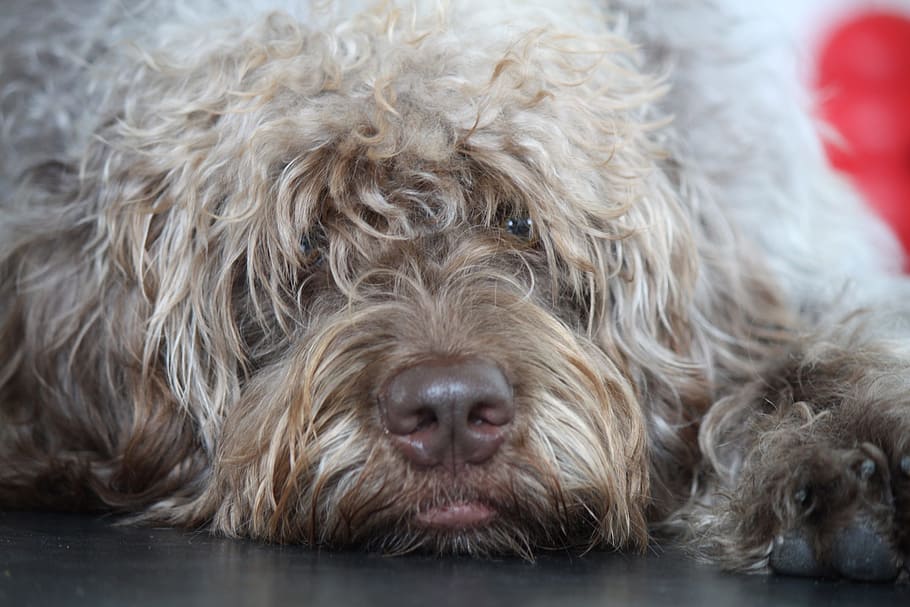 lazy, dog, relax, canine, one animal, animal themes, domestic HD wallpaper