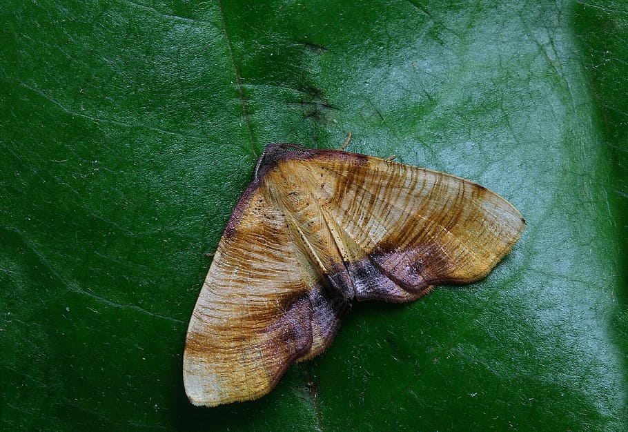 moth, macro, insect, close, wing, nature, close-up, animal HD wallpaper