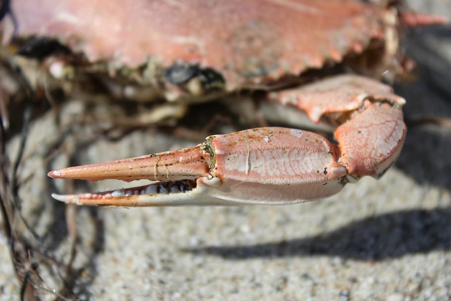 crab, sea, dead, claw, animal, animal themes, close-up, one animal HD wallpaper