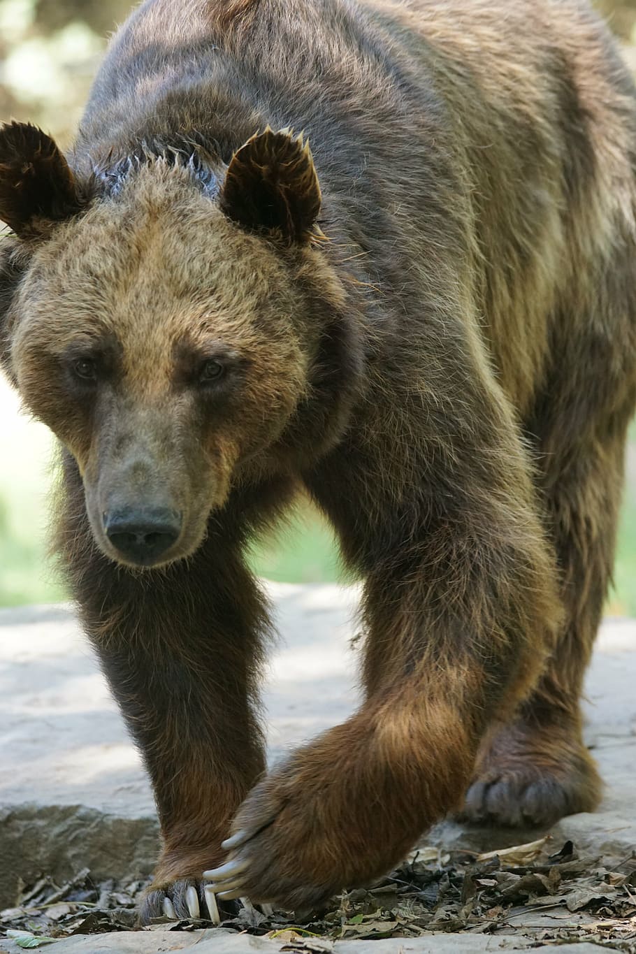 bear, dangerous, maverick, animal themes, mammal, animal wildlife HD wallpaper