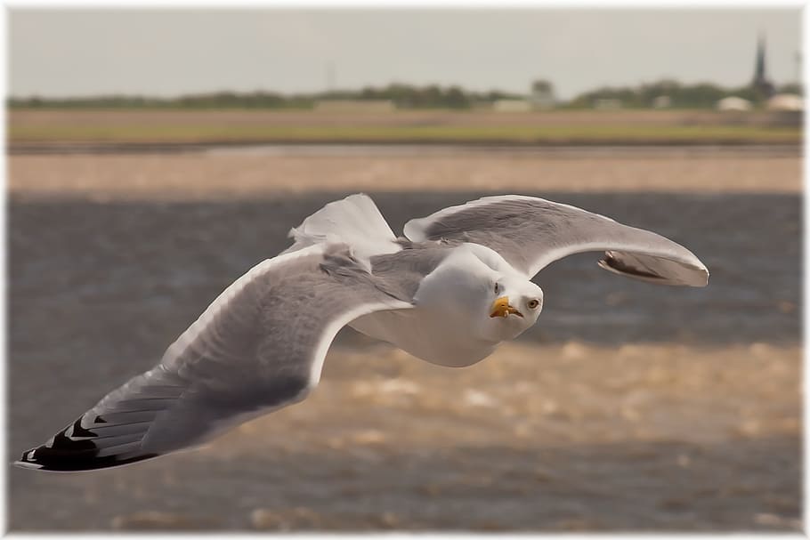 selective focus photo of flying white and gray seagull, closeup photography HD wallpaper