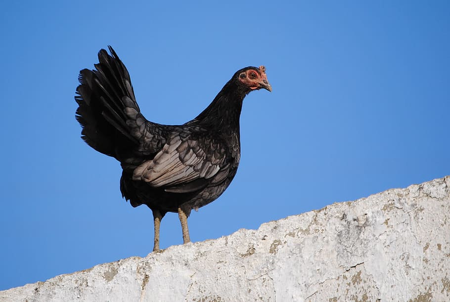 Hen, Animals, Ave, Crest, Nature, black, domestic fowl, feathers HD wallpaper