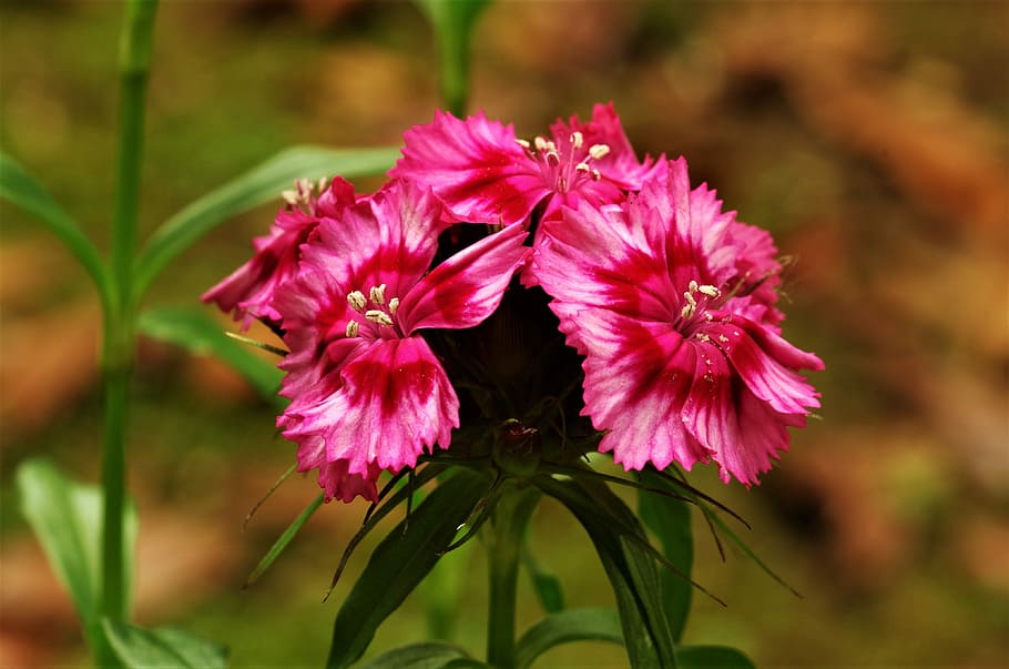 flowers, carnations, flowering plant, fragility, vulnerability HD wallpaper