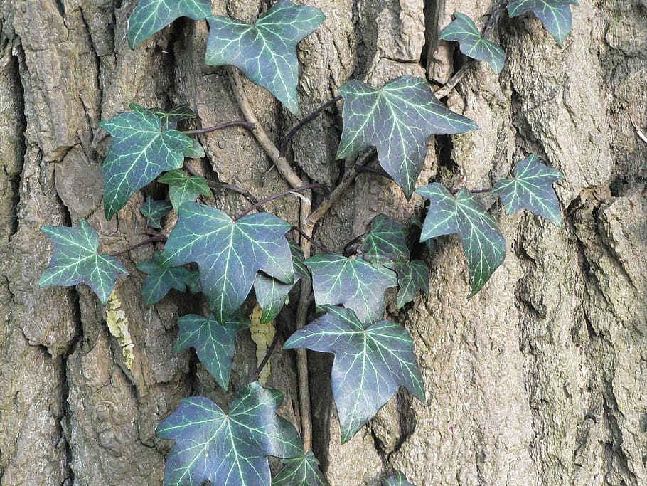 ivy, bark, tree, trunk, wood, green, texture, no people, close-up HD wallpaper